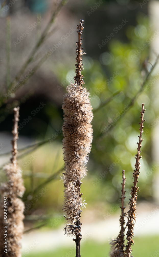 Naklejka premium verblühte Rohrkolben - Typhaceae