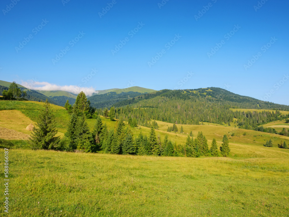 carpathian countryside with grassy meadows. summer landscape in mountains