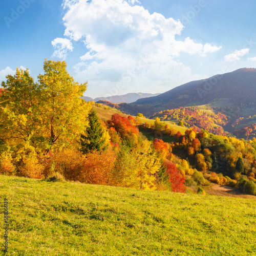 forested hills of carpathian countryside in autumn. colorful scenery on a sunny afternoon in mountains. fluffy clouds on the blue sky