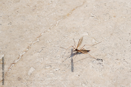 Big mosquito on light stone background. Large Crane Flies. Family Tipulidae