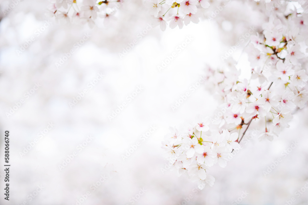 A beautiful spring cherry tree in the garden blooms on a blurry white background A beautiful spring cherry tree in the garden blooms on a blurry white background