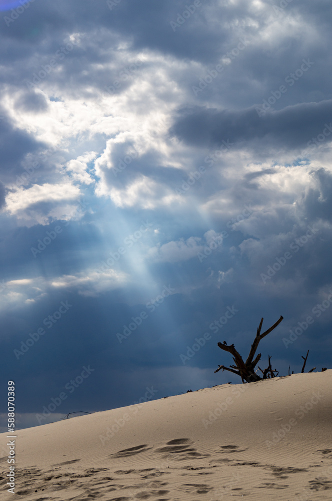 Fototapeta premium A withered tree on the sand on the beach.