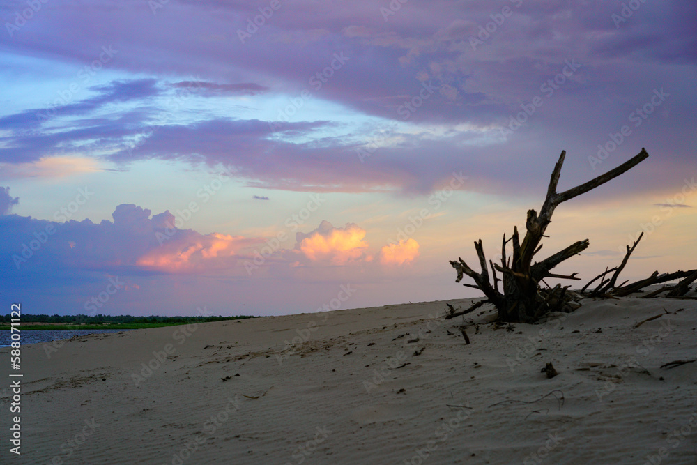 A withered tree on the sand on the beach. A withered tree on the sand on the beach.