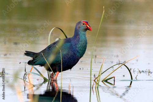 Tableau sur toile Grey-headed swamphen or Porphyrio poliocephalus observed in Nalsarovar in India