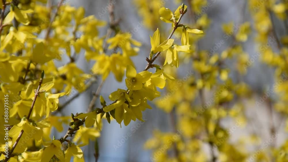 Spring background with branches of Forsythia in full bloom Spring background with branches of Forsythia in full bloom
