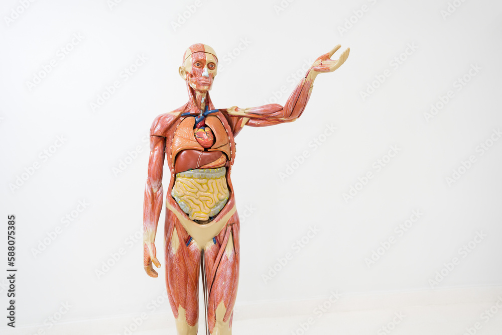 Anatomy human body model on white background.Part of human body model with organ system.Human muscle model.Medical education concept.