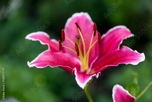 Closeup of petal of blooming lily