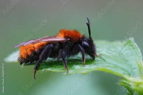 Closeup on a colorful red and black female Tawny mining bee , Andrena fulva sitting on a green leaf photo