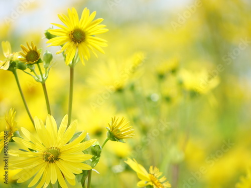 Gelbe Blumen auf Feld