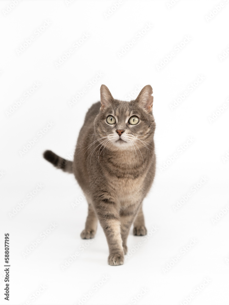Fototapeta premium Gatita Gris