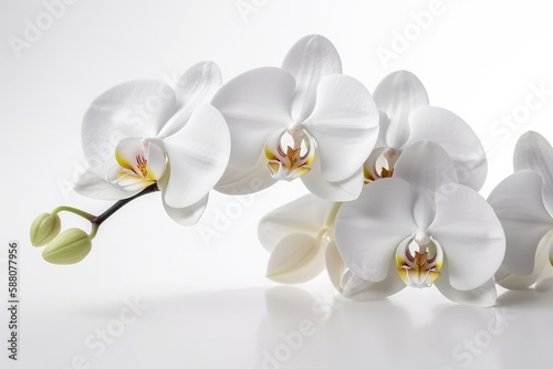 white orchid flowers isolated on a white background Generative AI