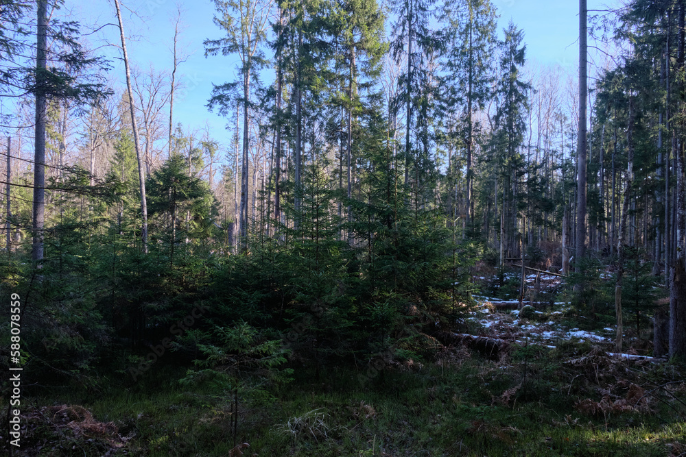 Coniferous forest in winter sun