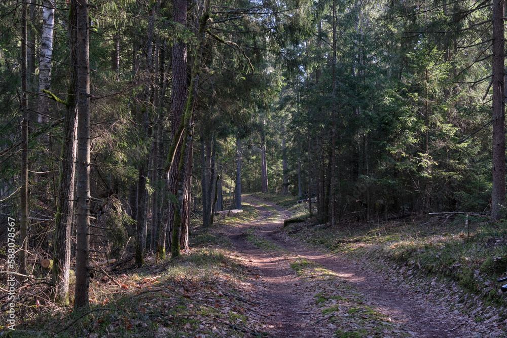 Obraz premium Dirt road crossing coniferous forest