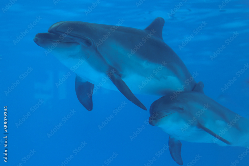 Dolphin swimming in an aquarium