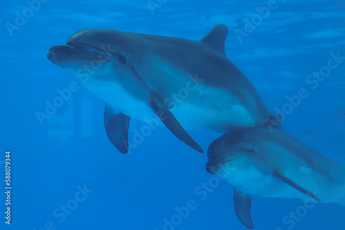 Dolphin swimming in an aquarium © Andromeda