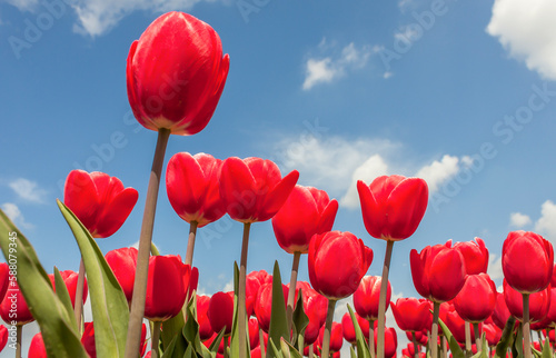 red tulips against sky