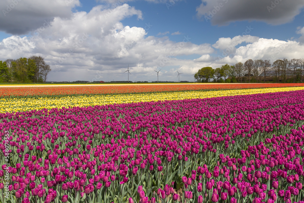 Tulips in an agricultural field in spring under a cloudy sky
