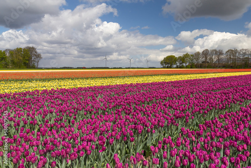 Tulips in an agricultural field in spring under a cloudy sky 