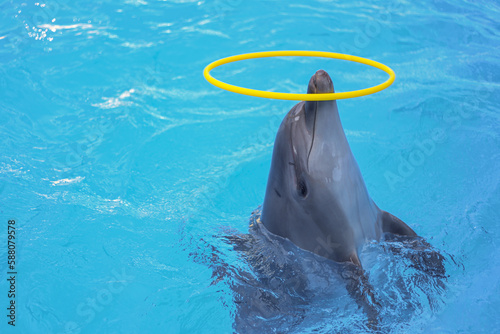 Dolphin swimming in an aquarium photo