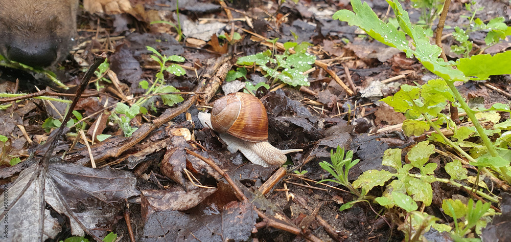 Large snail crawling on wet leaves on a rainy spring morning, Lodz, Poland. Large snail crawling on wet leaves on a rainy spring morning, Lodz, Poland.