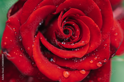 Dew drops on red rose petals  macro shot.