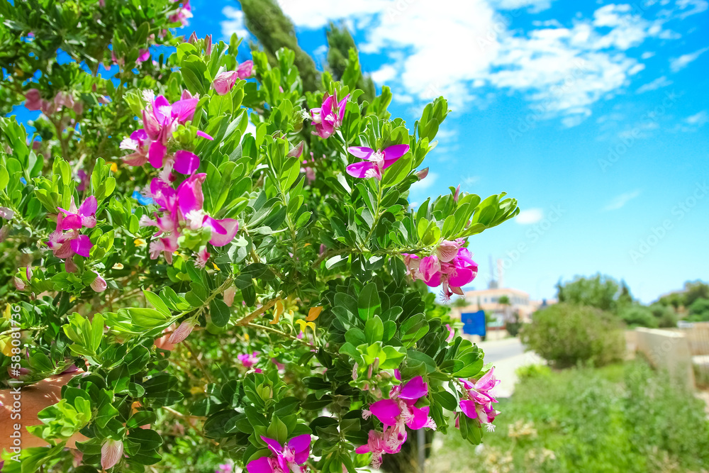 beautiful flowers near the sea shore on nature park background