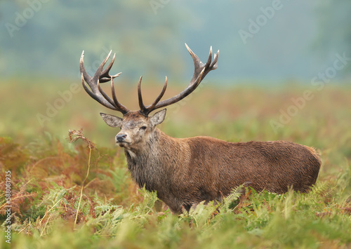Close up of a red deer stag in autumn © giedriius