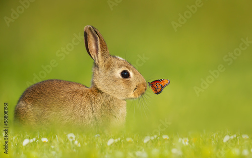 Portrait of a cute little rabbit with a butterfly on nose photo