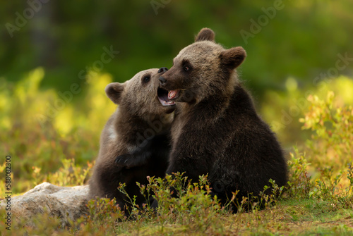 European brown bear cubs playing in the forest