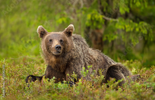 Eurasian Brown bear lying on grass in forest