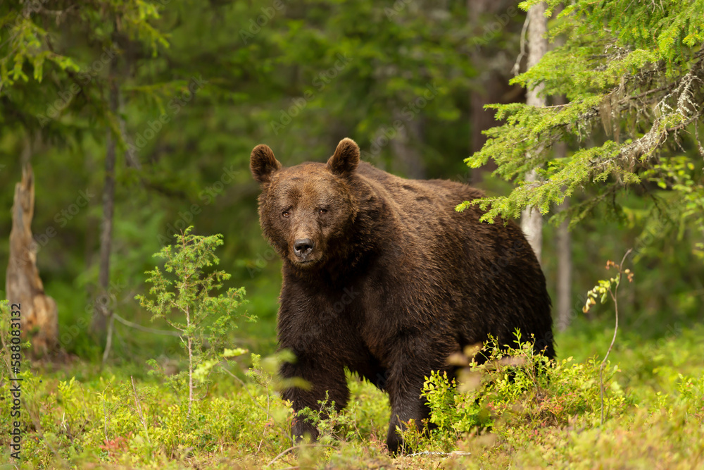 Close up of an Eurasian Brown bear in a forest