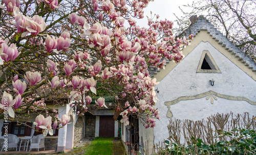 beautiful traditional old hungarian houses museum in Szigliget next to lake Balaton with beautiful magnolia tree photo