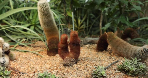 Penis Cactus in Singapore Flower Dome 
also known. as Old man Cactus photo