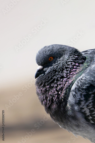 rock pigeon in the city