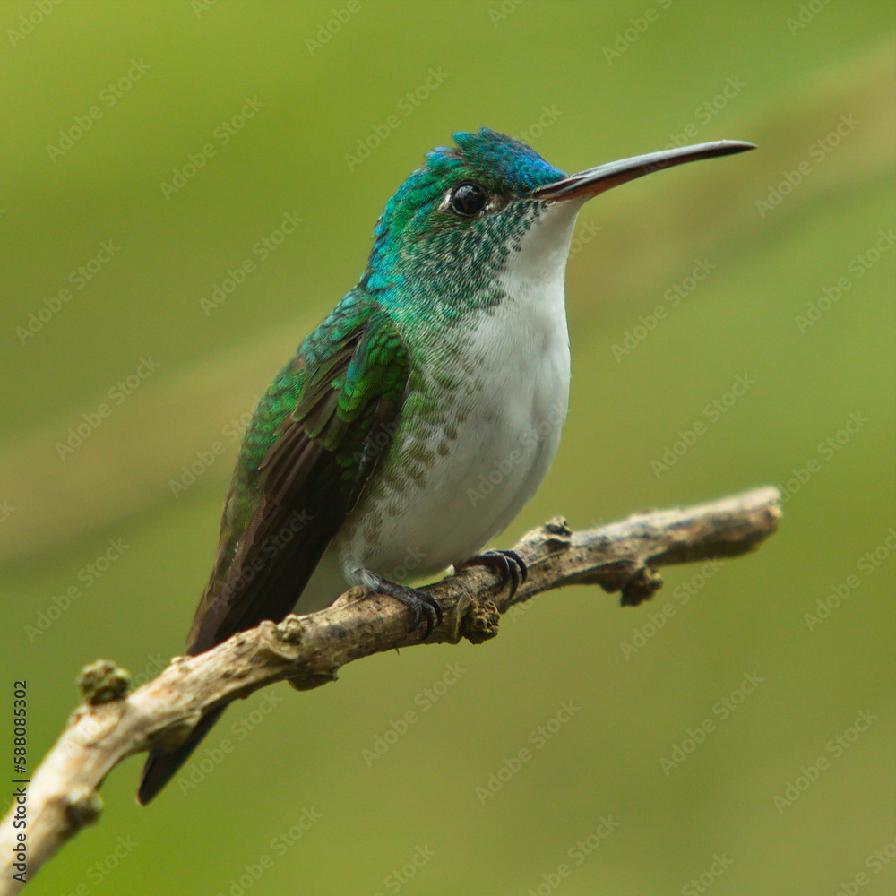 Fototapeta premium Hummingbird in Mindo, Ecuador, South America 