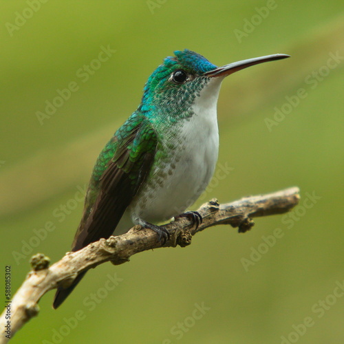 Hummingbird in Mindo, Ecuador, South America 