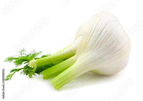 Fresh raw fennel on white background
