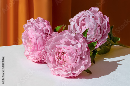 Fototapeta Naklejka Na Ścianę i Meble -  pink peonies on the background of curtains close-up