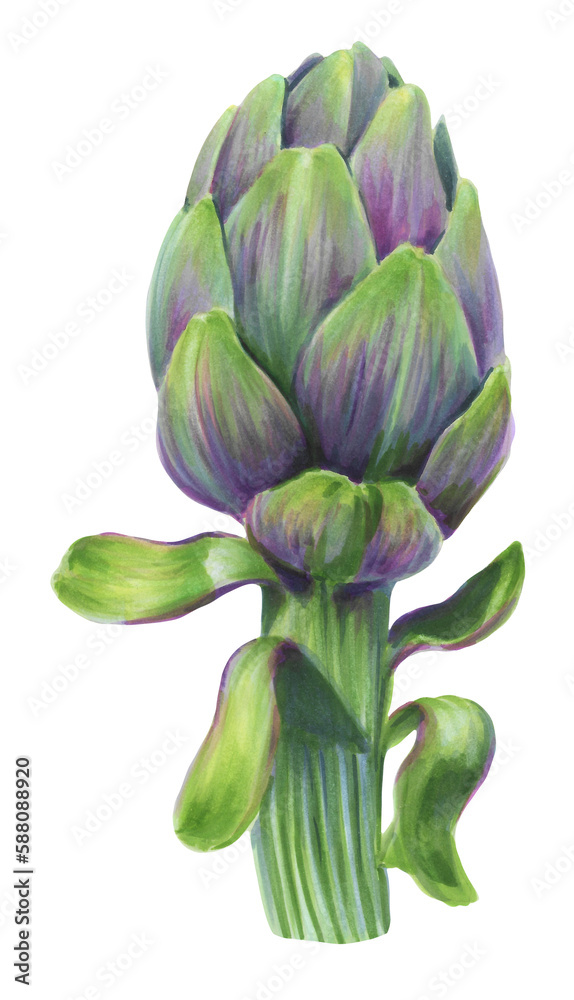 Obraz premium Artichoke illustration as an isolated object on white background. Raw vegetable element that can be used for recipes or packaging design