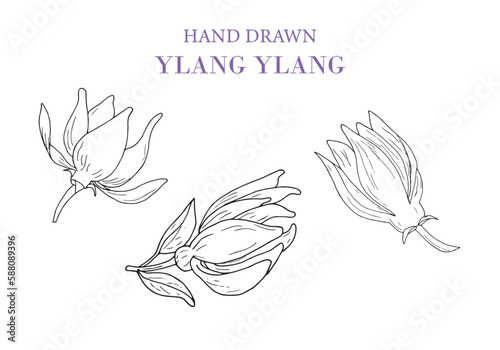 Hand drawnYlang Ylang vector drawing set. Isolated illustration of a medical flower. Beauty and spa, cosmetic ingredients.