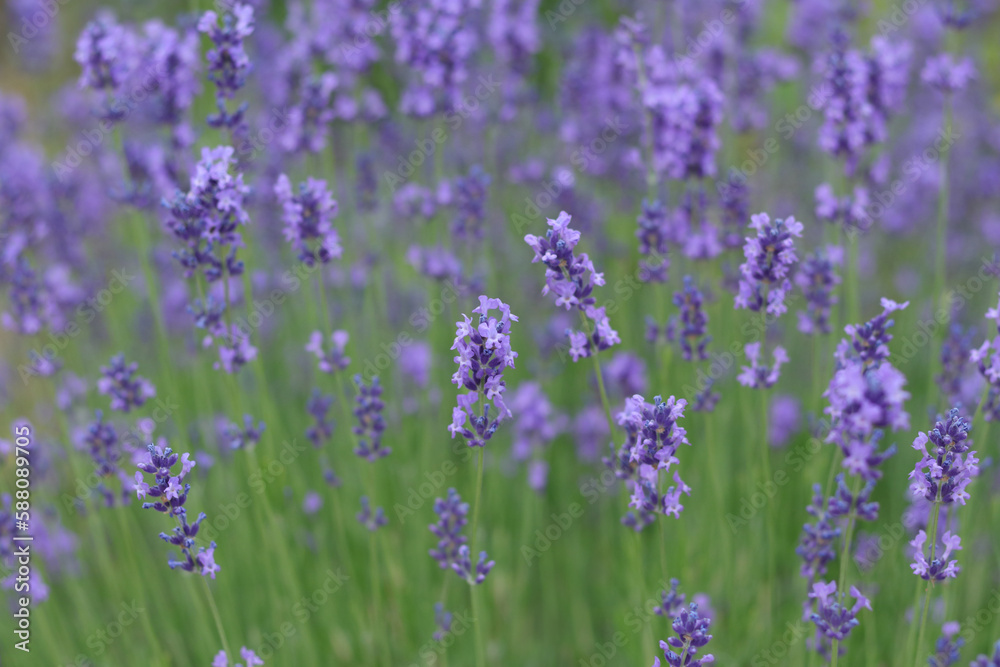 Lavandula angustifolia, Hidcote. Field of Lavender. Close up of purple lavender flowers background. Blooming Lavandula officinalis. Purple blue summer flower. Lavender bushes closeup
Lavandula angustifolia, Hidcote. Field of Lavender. Close up of purple lavender flowers background. Blooming Lavandula officinalis. Purple blue summer flower. Lavender bushes closeup