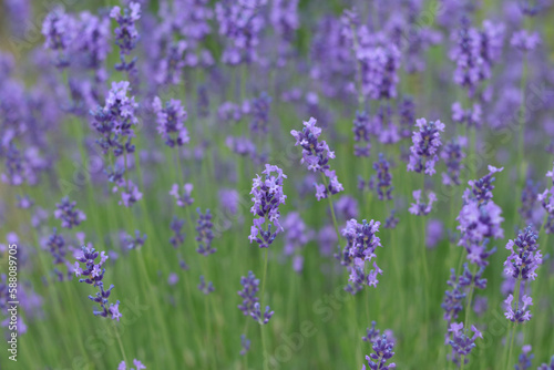 Lavandula angustifolia, Hidcote. Field of Lavender. Close up of purple lavender flowers background. Blooming Lavandula officinalis. Purple blue summer flower. Lavender bushes closeup 