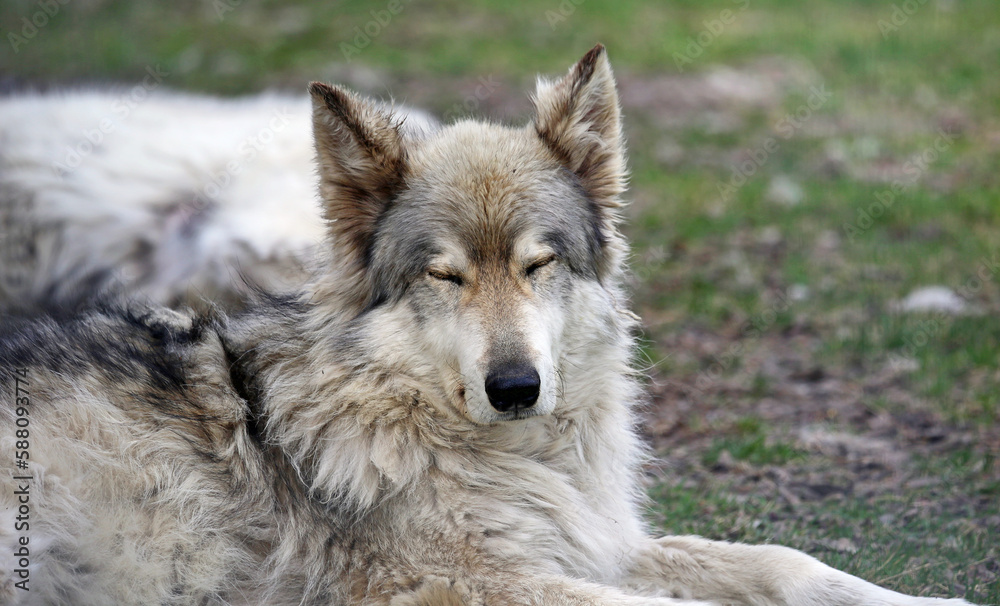 Fototapeta premium Sleeping young Wolfdog - Canada