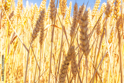 Wheat ears on the farm field in the sunlight.