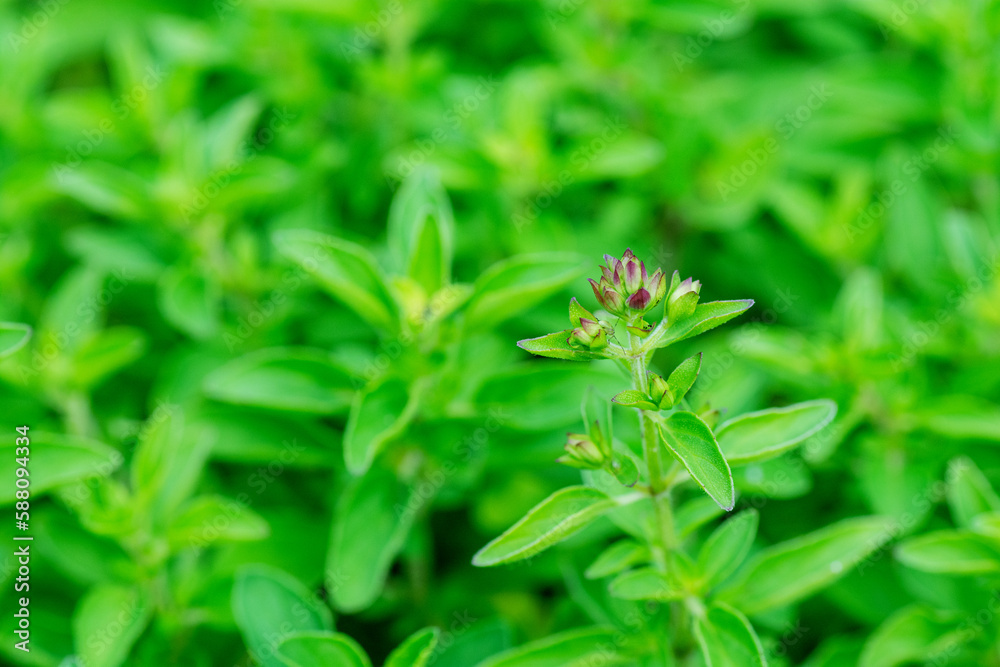 Green fresh sweet marjoram, Origanum majorana, spicy herb sprouts growing, close up. Green fresh sweet marjoram, Origanum majorana, spicy herb sprouts growing, close up.