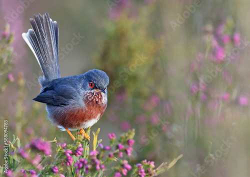 Colorful dartford warbler (Sylvia undata) perched on a bush with pink flowers. Exotic bird with red and blue colors looking at the camera. Nature background of a mediterranean wild bird. Zamora, Spain
