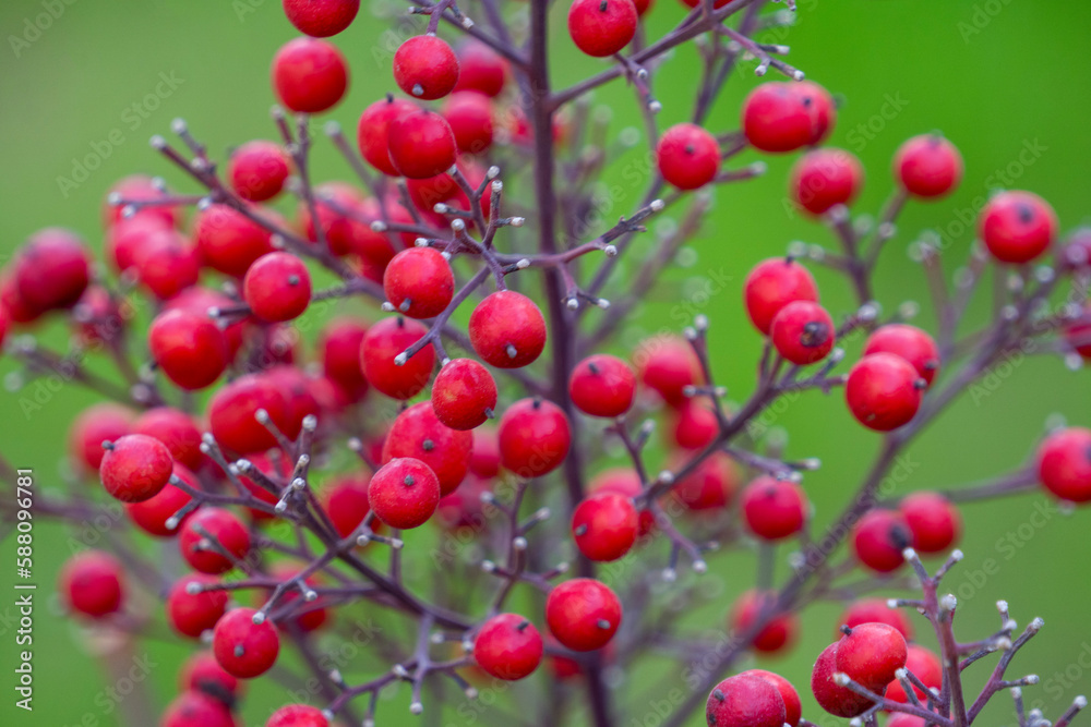 Southern Tianzhu red fruit Southern Tianzhu red fruit