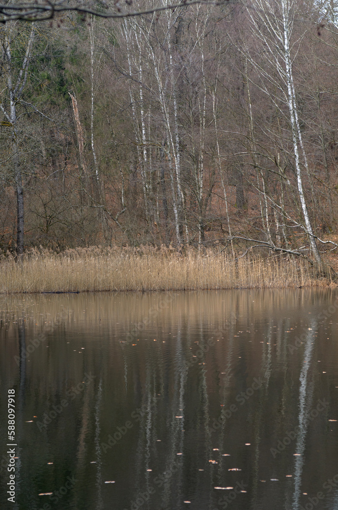 Forest lake with trees and reflections in the water in the autumn season Forest lake with trees and reflections in the water in the autumn season
