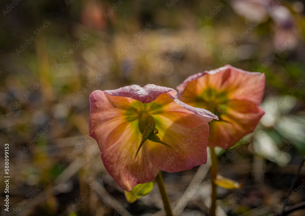 Fototapeta premium Helleborus viridis flower wild in mountains in north Slovenia
