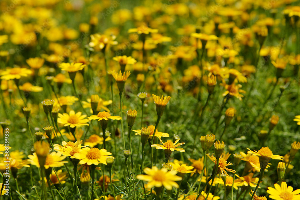 Yellow flowers in the garden, summer background